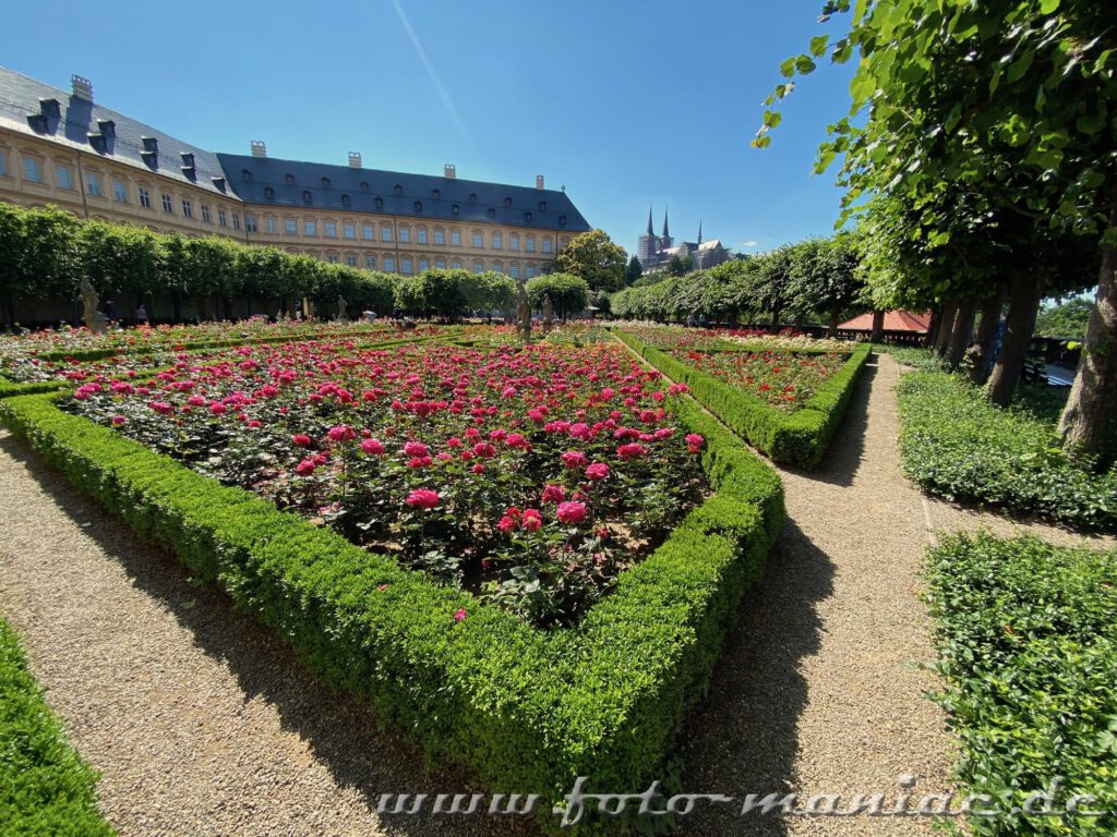 Rote Rosen im Rosengarten der Neuen Residenz in Bamberg