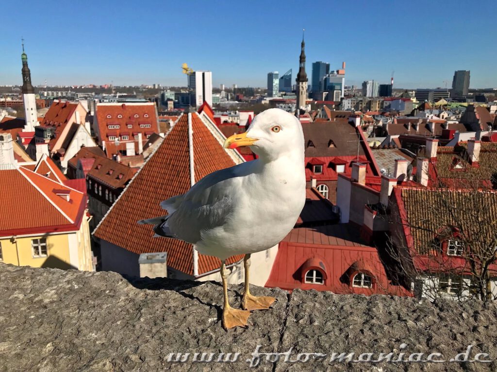 Sehenswert in Tallinn - ein Blick von oben über die Altstadt