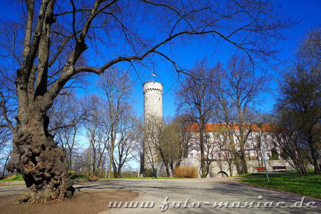 Der Lange Hermann auf dem Domberg von Tallinn