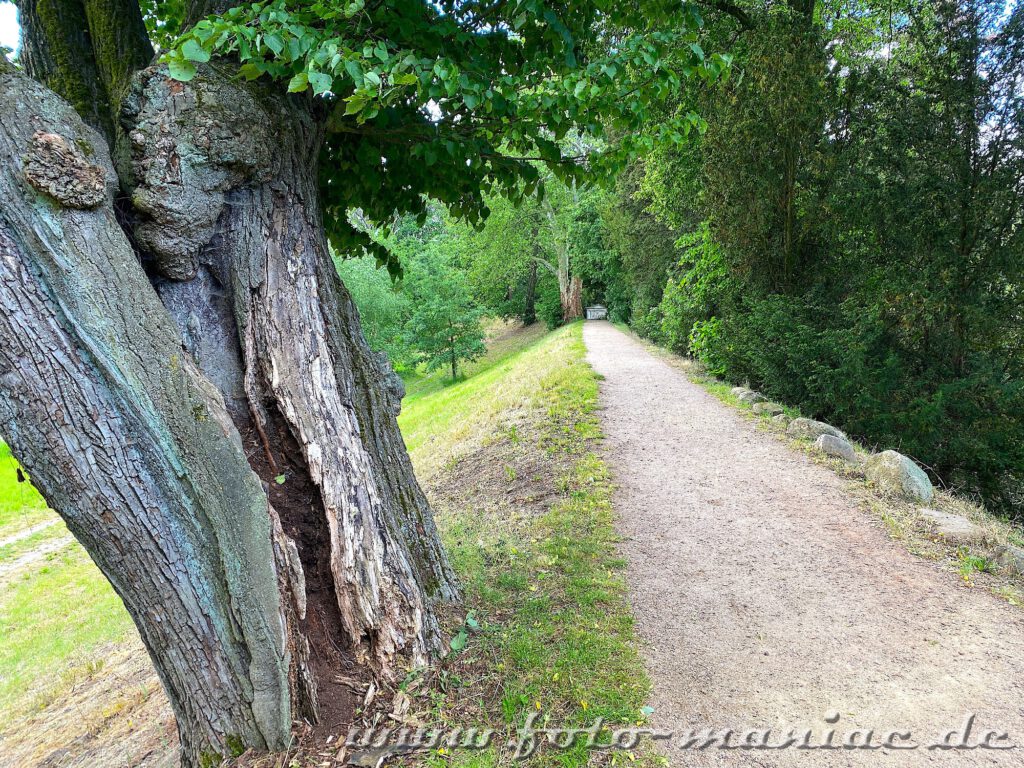 Auf dem Weg über den Damm im Wörlitzer Park sieht man alte Bäume