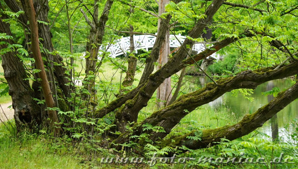 Hinter Bäumen versteckt sich die weiße Brücke im Wörlitzer Park