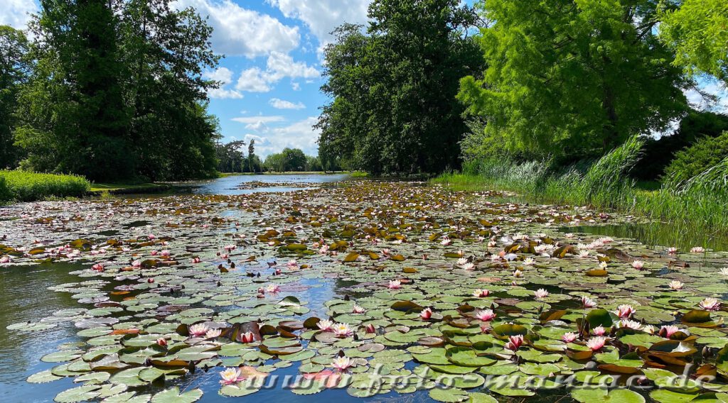 Ein Seerosenmeer im idyllischen Wörlitzer Park