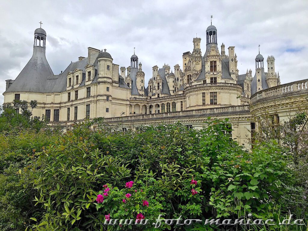 Das majestätische Chateau Chambord hinter Rosensträuchern