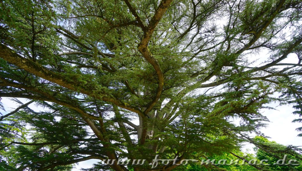 Sehenswerte Bäume im Park von Chateau Chambord