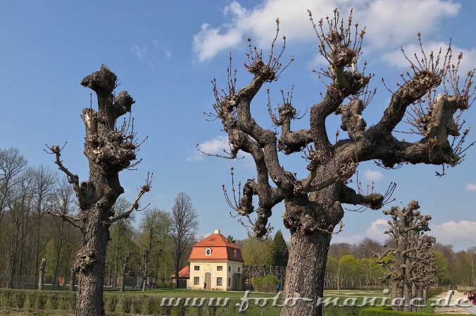 Bäume im Park von Schloss Moritzburg