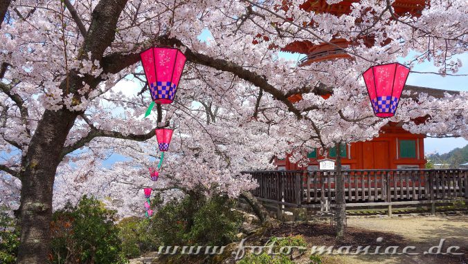 Kirschblüte in Japan mit Lampions