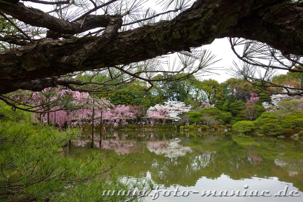 Kirschblüte in Japan an einem See