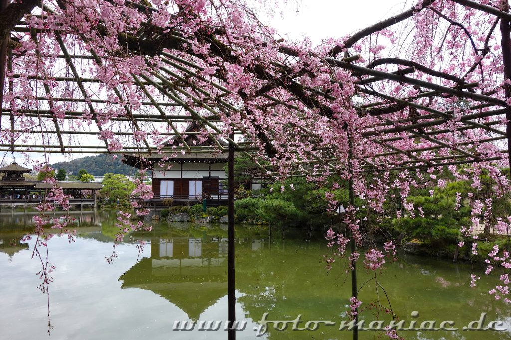 Herrliche Kirschblüte in Japan 