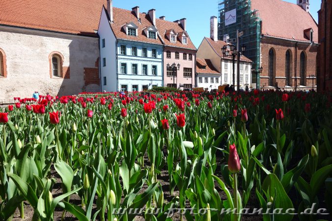 Schmuckes Riga: Tulpenmeer