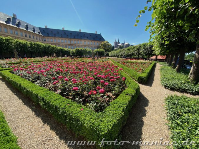 Rote Rosen im Rosengarten der Neuen Residenz in Bamberg