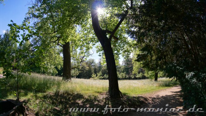 Die Sonne grüßt durch das Blätterdach im Wörlitzer Park