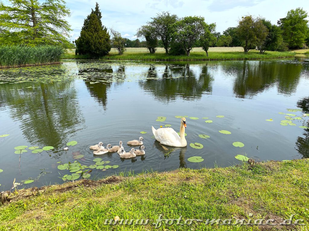 Schwanenfamilie auf einem See im idyllischen Wörlitzer Park