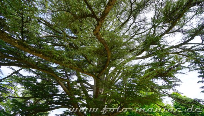 Sehenswerte Bäume im Park von Chateau Chambord