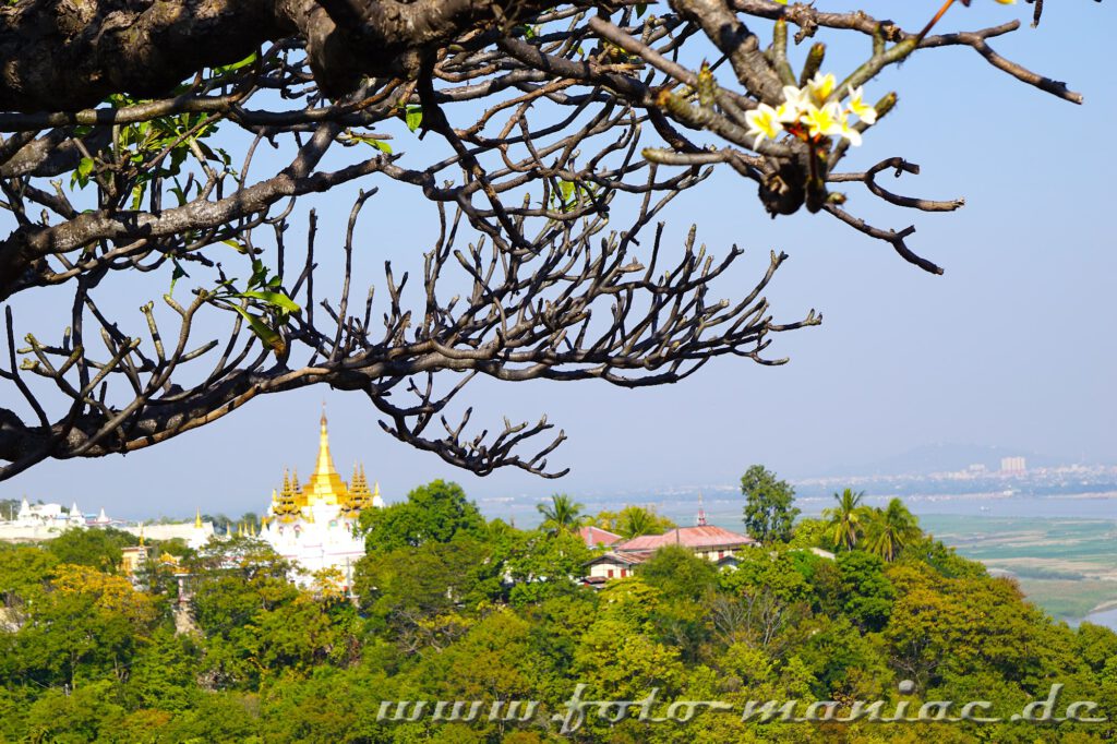 Zauber von Myanmar - Blüte schmückt den Zweig
