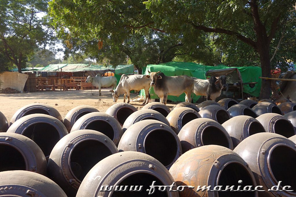 Einzigartige Tempelstadt Bagan - Kühe im Porzellanladen auf dem Markt der einzigartigen Tempelstadt Bagan