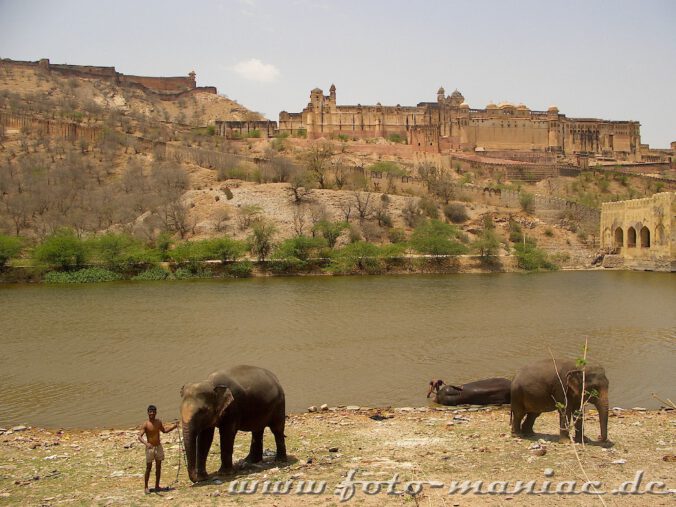 Während der Bustour durch Indien entdecken wir auch badende Elefanten