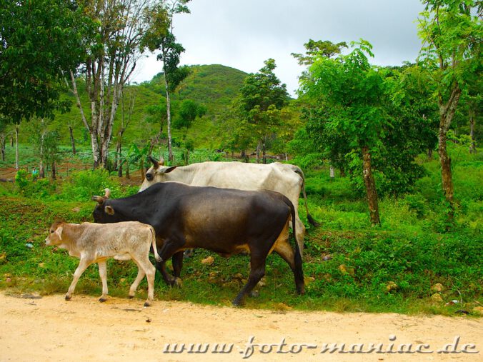 Eine Kuhfamilie am Straßenrand