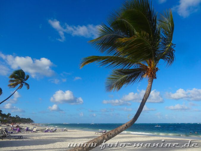 Windschiefe Palme im Paradies in der Karibik