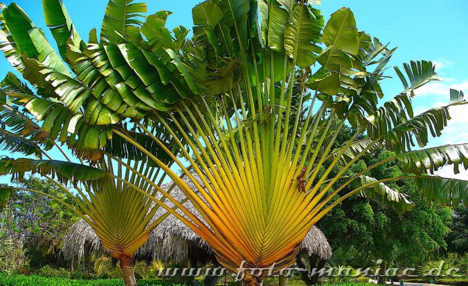 Palmen im Ferienresort in Punta Cana