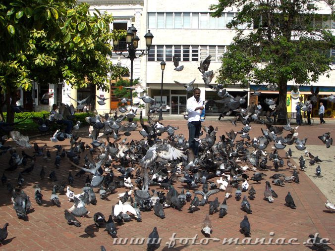 Tauben auf dem Markt von Santo Domingo