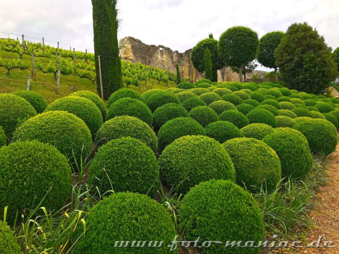 Kugelförmig geschnittene Buchsbäume kann man beim Besuch im Schloss Amboise entdecken