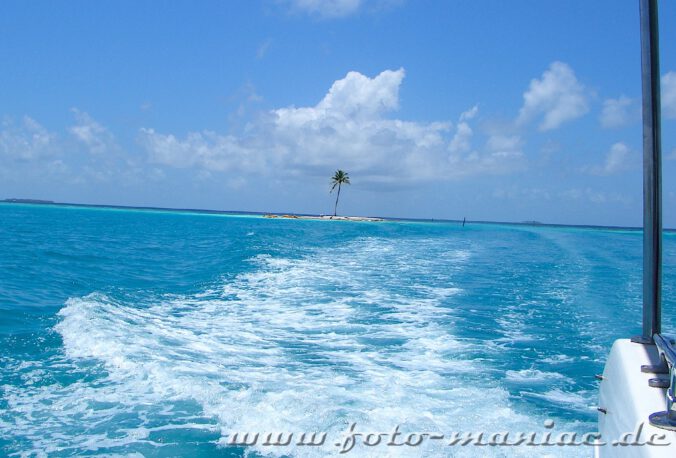 Traumurlaub auf de Malediven - einzelne Palme auf winziger Insel