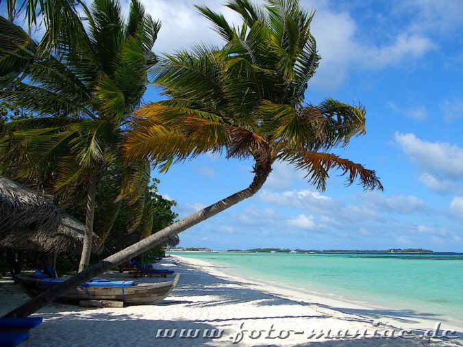 Traumurlaub auf den Malediven - Palmen am Traumstrand