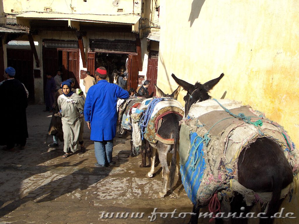 Auf Eseln werden im Labyrinth von Fès größtenteils Lasten transportiert