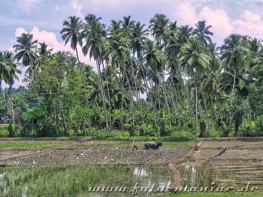 Mann mit Ochsenkarren auf einem Reisfeld im bergigen Zentrum Sri Lanka