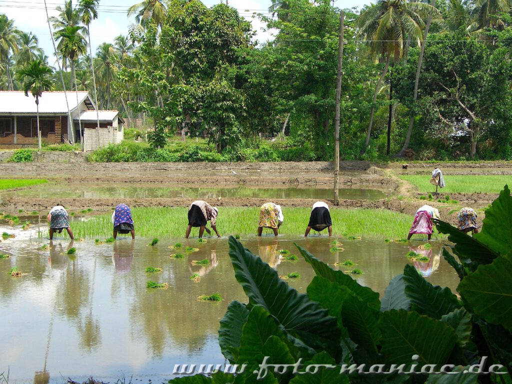 Frauen auf einem Reisfeld im bergigen Zentrum Sri Lankas