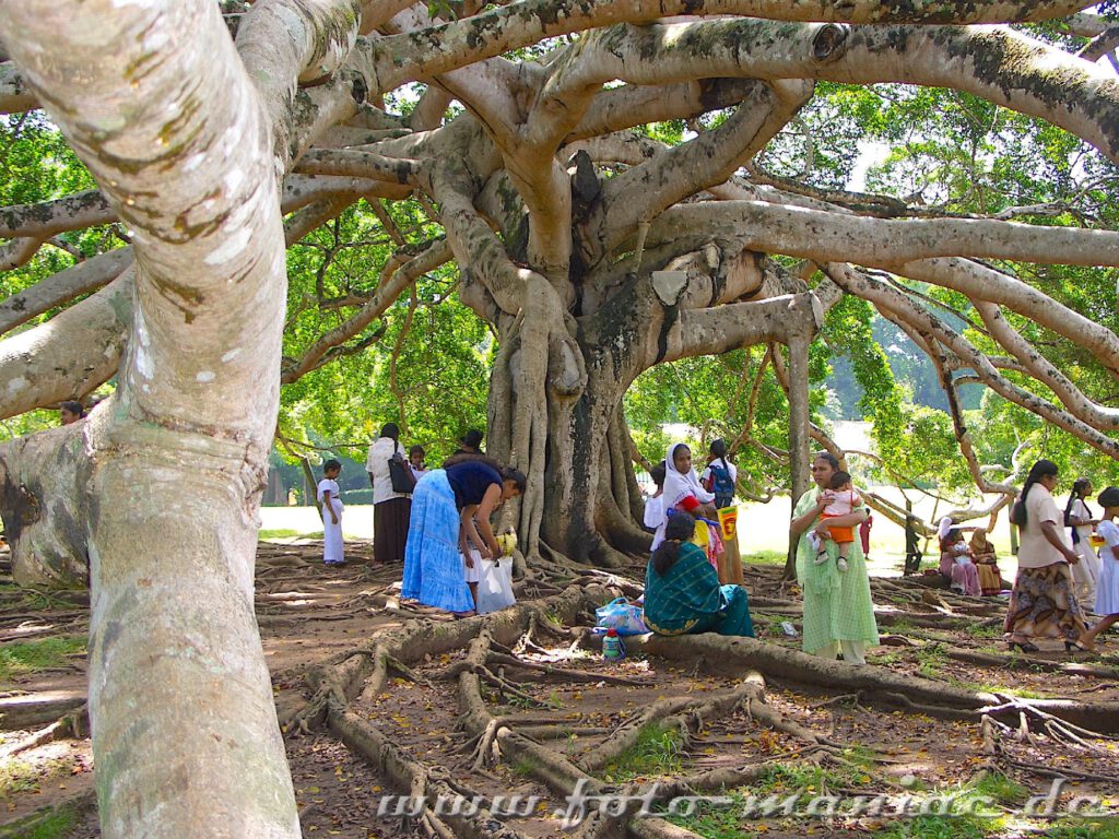 Im bergigen Zentrum Sri Lankas: Unter einem uralten Baum im Botanischen Garten Peradeniya versammeln sich Kinder mit ihren Eltern