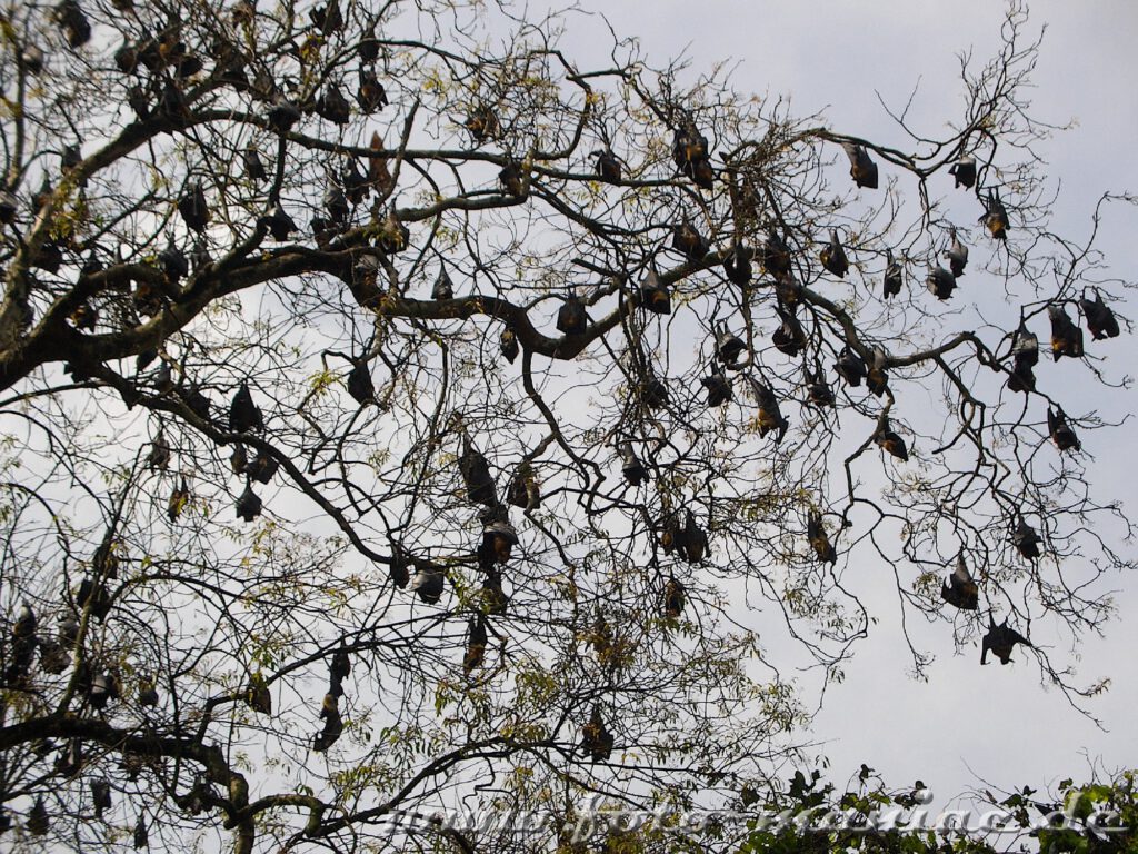 Im bergigen Zentrum Sri Lankas: Hunderte Fledermäuse hängen an den Bäumen im Botanischen Garten Peradeniya