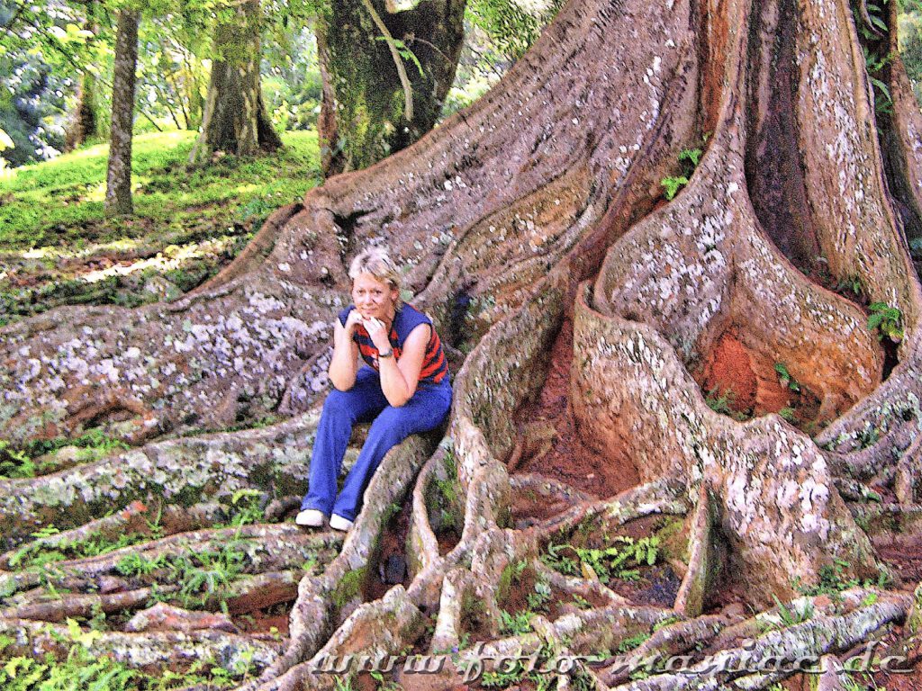 Rast auf den Wurzeln eines uralten Baum im Botanischen Garten Peradeniya im bergigen Sri Lanka
