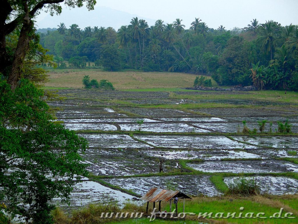 Reisfelder im grünen Zentrum Sri Lankas