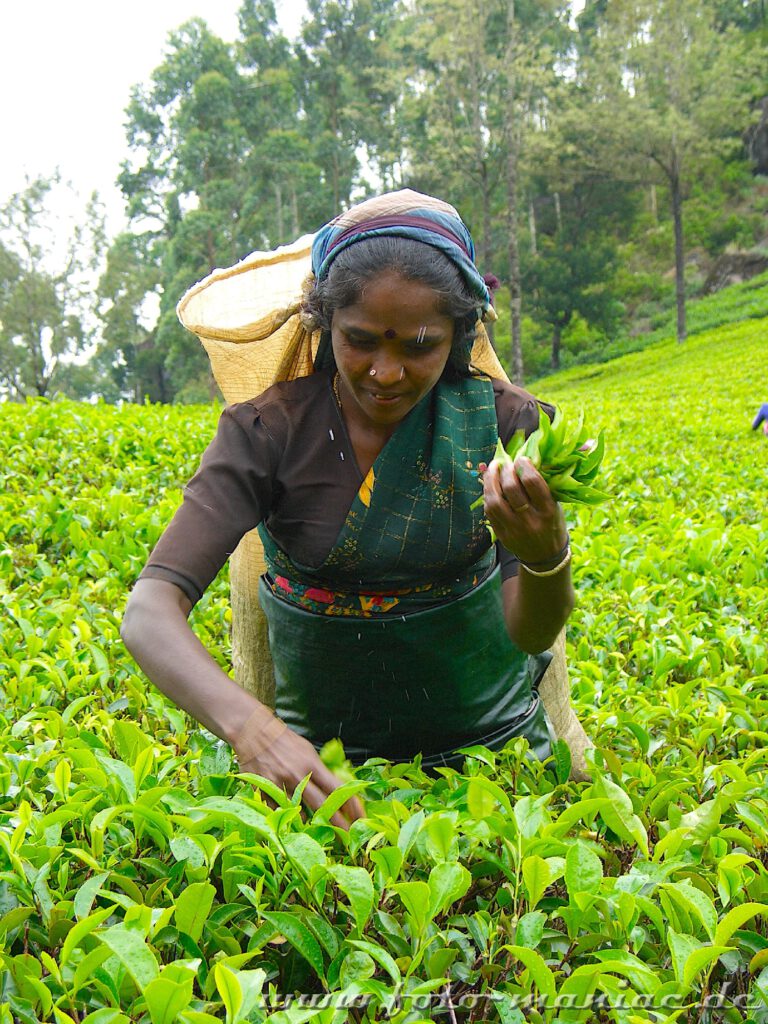 Eine Teepflückerin im bergigen Zentrum Sri Lankas