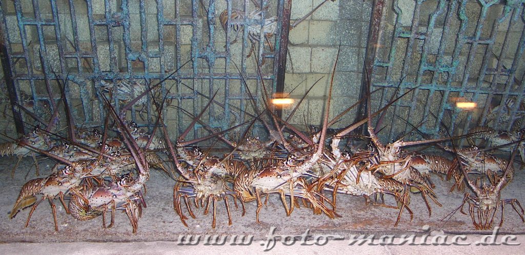 Garnelen krabbeln in einer Röhre über den Köpfen der Aquarium-Besucher