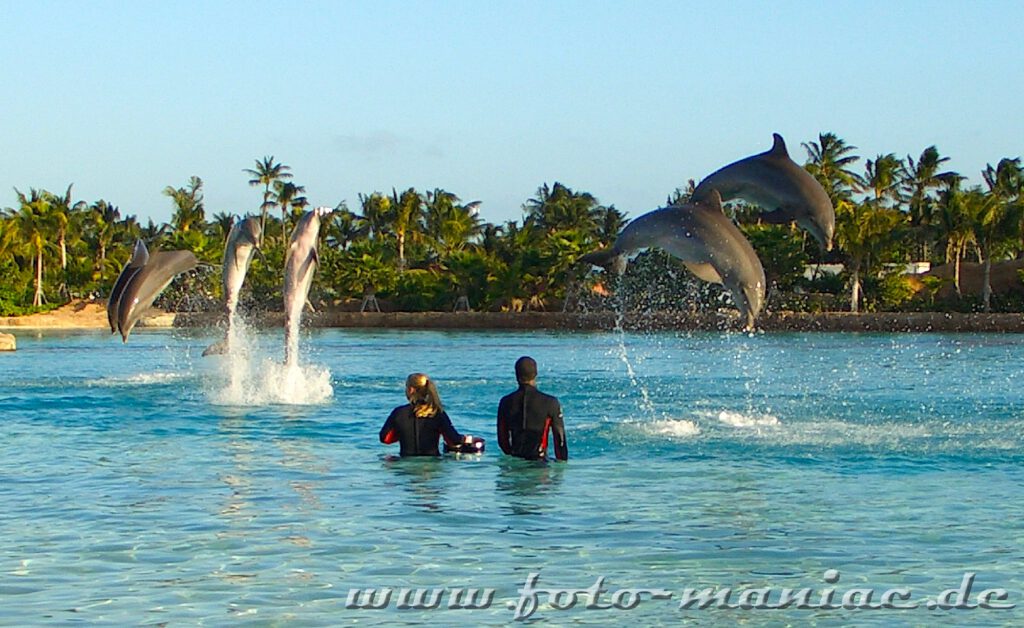 Delphin-Show im Atlantis auf den Bahamas