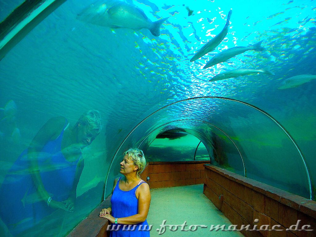 Im Atlantis auf den Bahamas spaziert man durch einen Glastunnel und kann ringsum Fische beobachten
