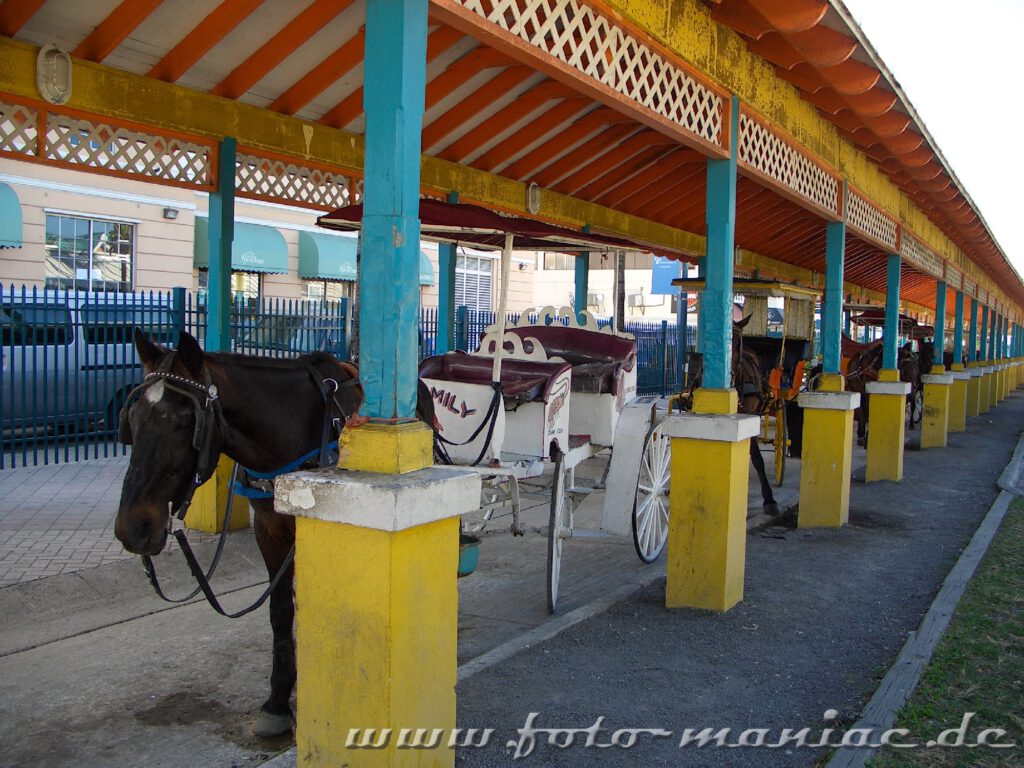 Kutschen warten in Nassau auf Touristen