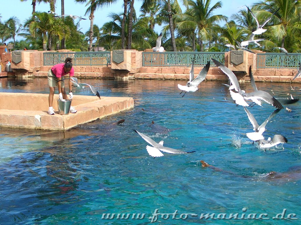 Mittag für Haie und Möwen - Fütterung im Atlantis auf den Bahamas
