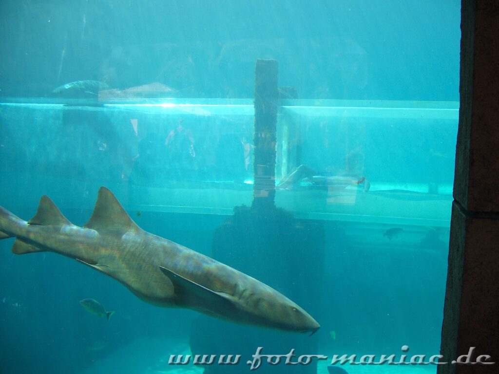 Im Reifen geht es im Atlantis auf den Bahamas doch eine von Haien umlagerte Röhre