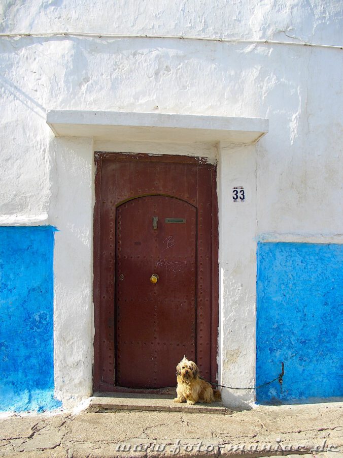 Ein Hund sitzt vor einer Tür in der Kasbah von Rabat