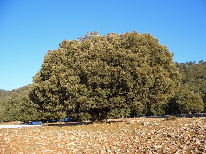 Riesige Olivenbäume säumen den Weg