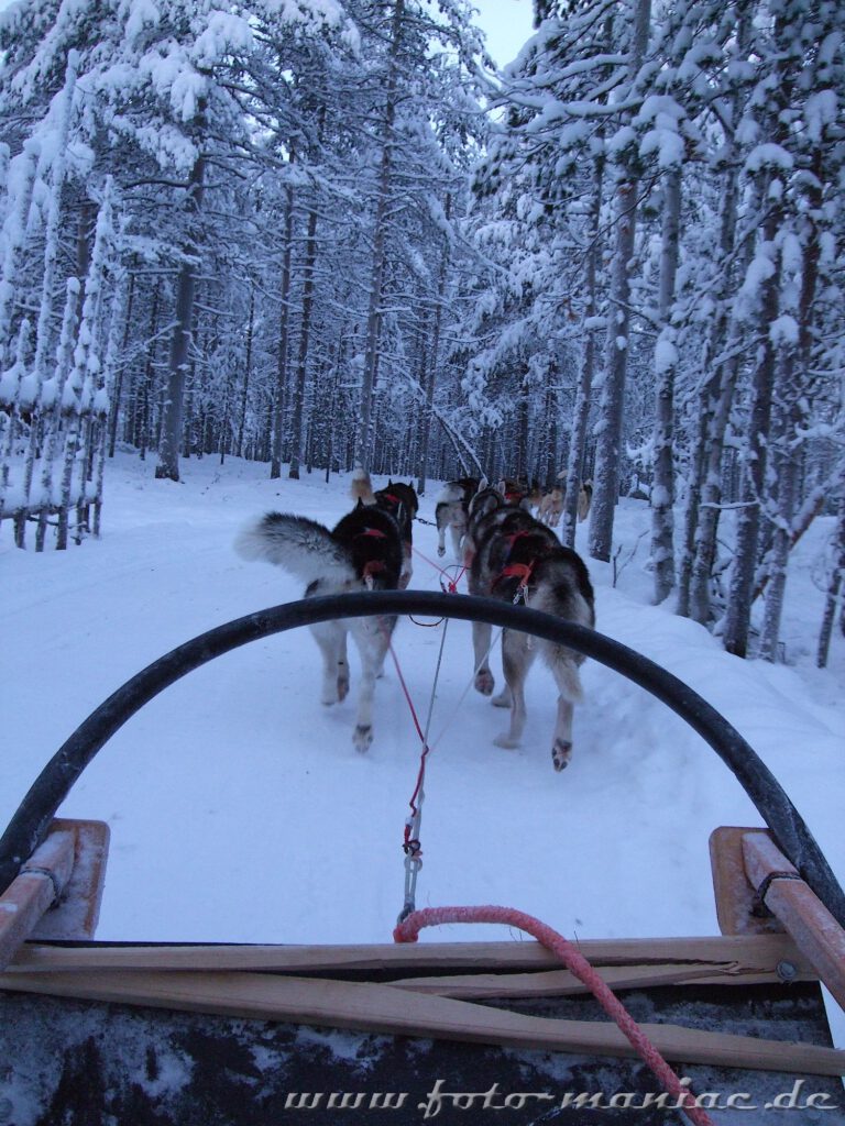 Trip zum Weihnachtsmann - vorher geht es mit den Huskys durch den Winterwald