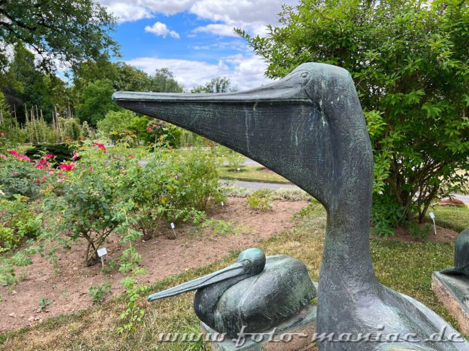 Pelikane im Rosengarten