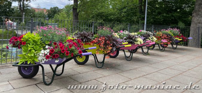 Schubkarren mit Blumen gefüllt im Rosrium Sangerhausen