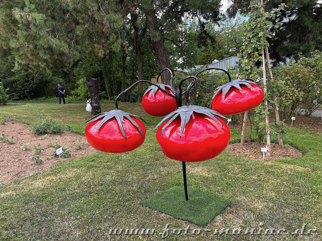Kunst im Rosarium Sangerhausen - zu den interessanten Objekten gehören diese Tomatenpflanze aus Glas und geschmiertem Stahl