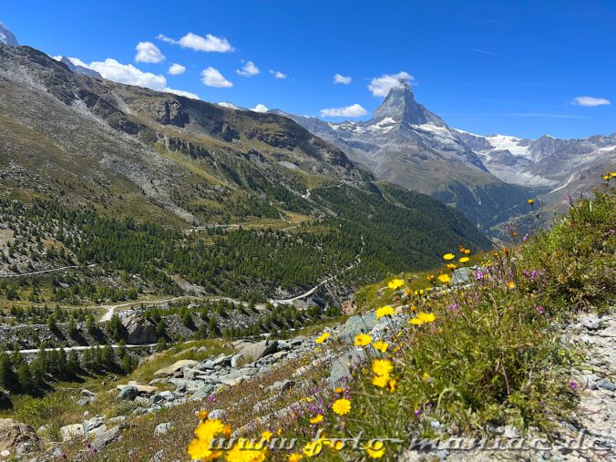Blumen in der alpinen Welt am Matterhorn