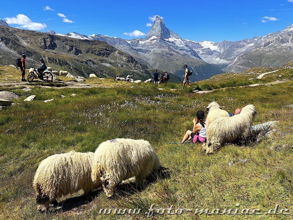 Kaiser von Zermatt: Schafe suchen die Gesellschaft von Wanderern