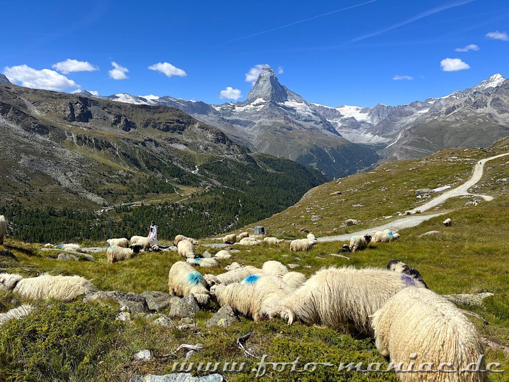 Kaieser von Zermatt: Auf dem Fünf-Seenweg begegnet man auch Schafherden